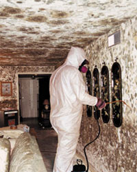 mold house moldy under science man